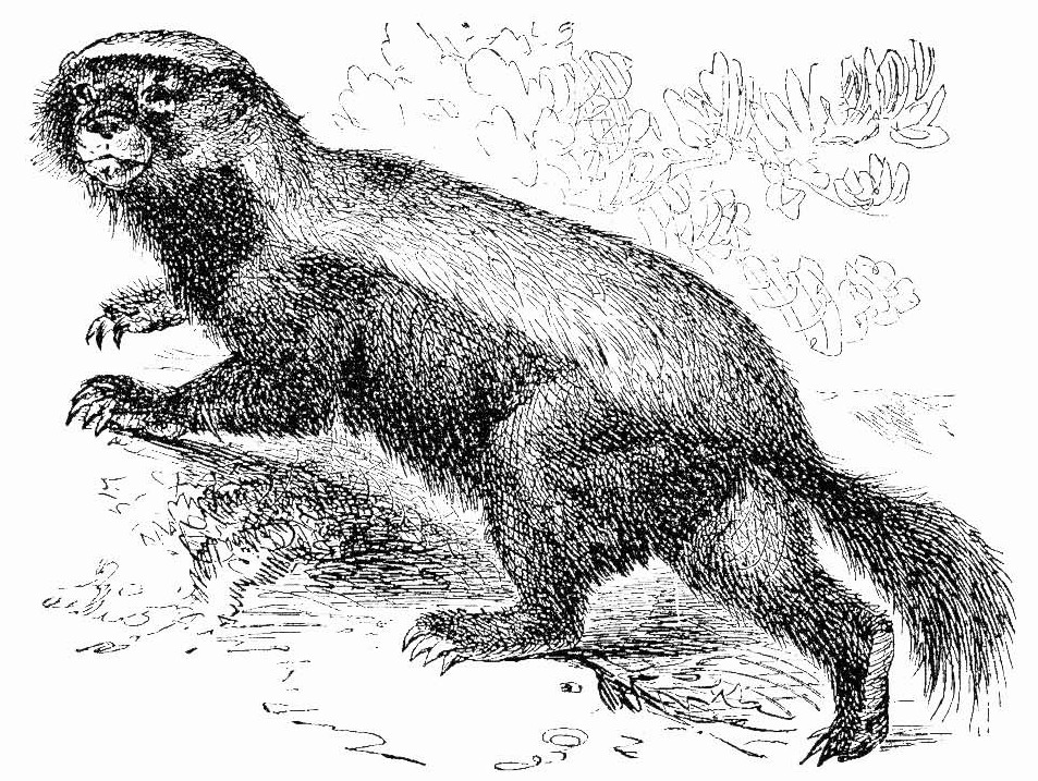 Иллюстрация Mellivora capensis из энциклопедии Брокгауза и Ефрона