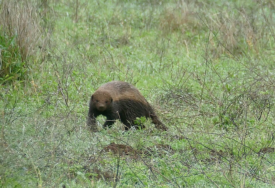 Медоед (Mellivora capensis) в движении по саванне